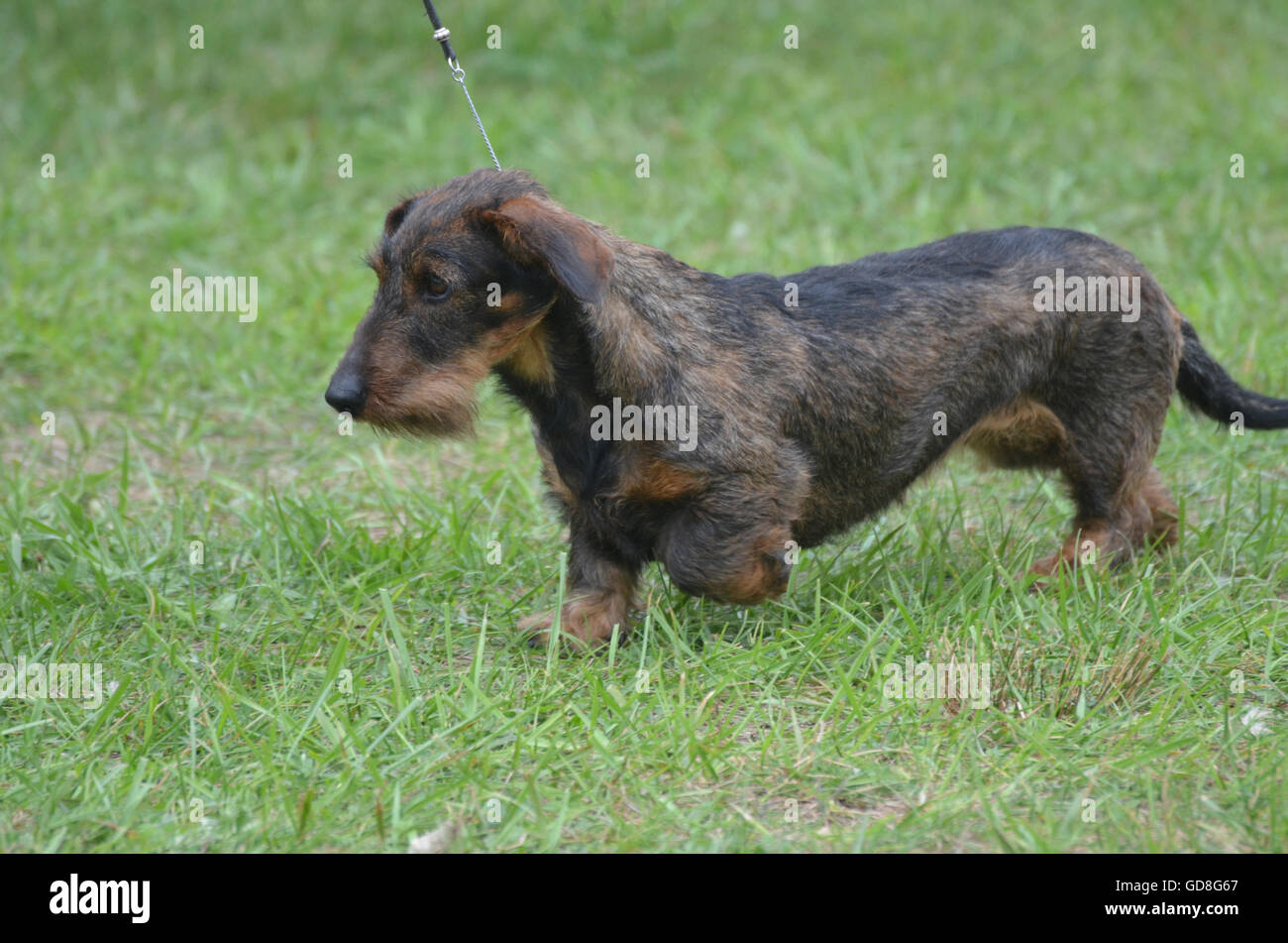 Draht kurzhaarige Dackel Hund Gras zu Fuß an der Leine. Stockfoto