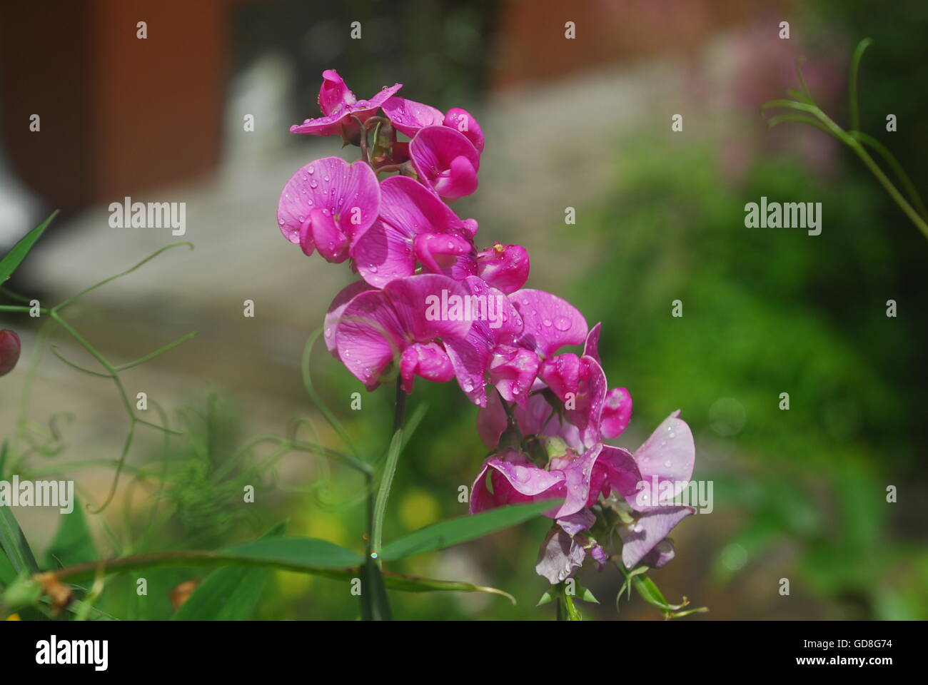 Sweet Pea Blume, Lathyrus man Stockfoto