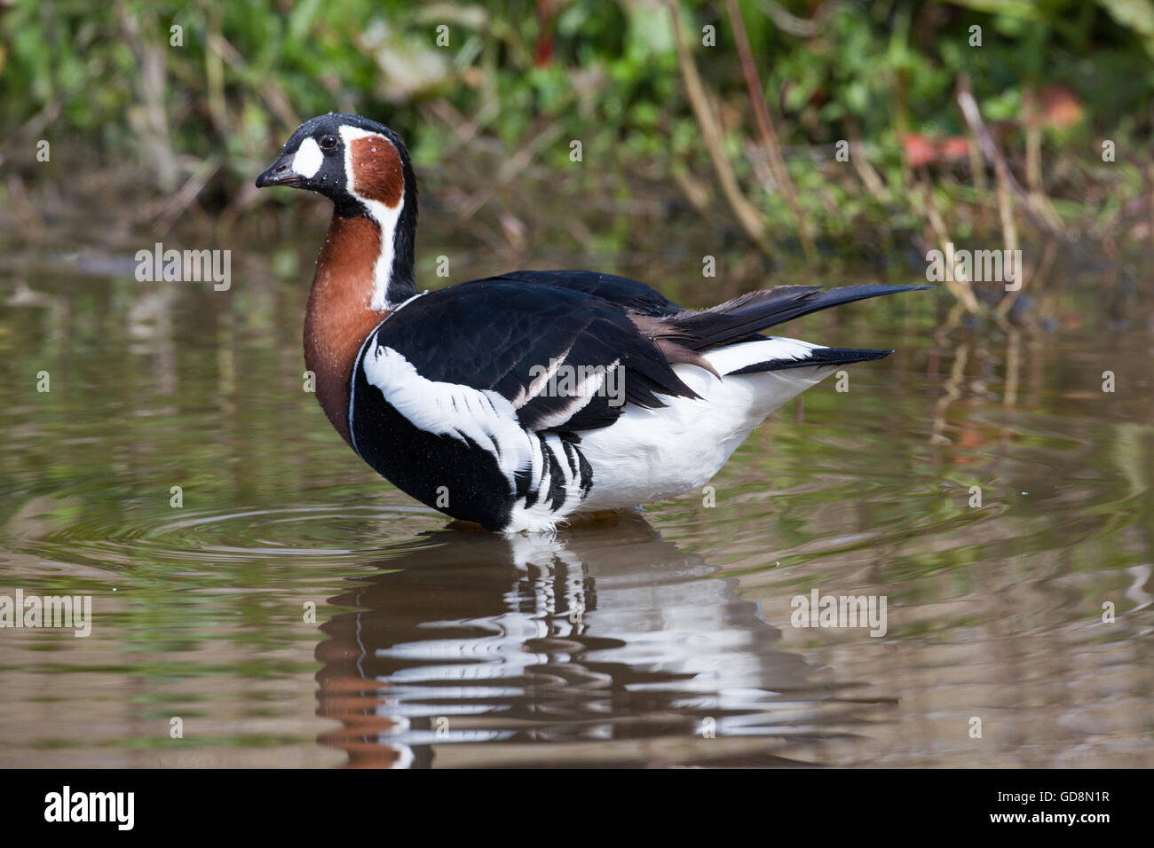 Rothalsgans (Branta Ruficollis). Geschwollene, erweiterten Unterbauch