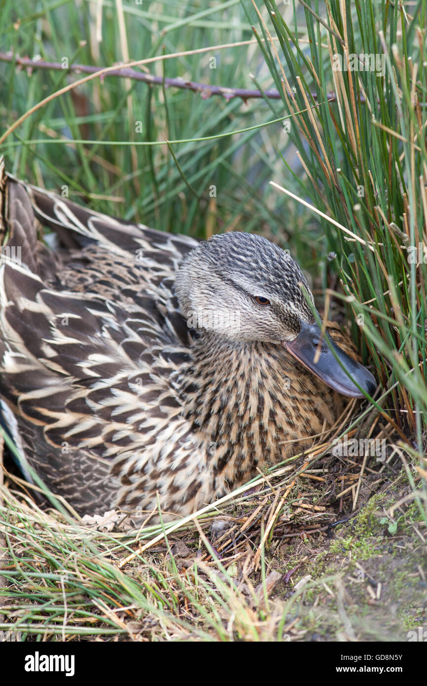 Stockente (Anas Platyrhynchos). Am Nest. Gerade um inkubieren absetzen auf Kupplung und die Eiern mit den Füßen scharren. Stockfoto