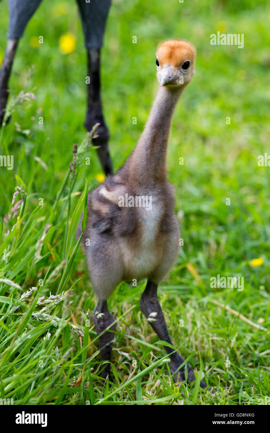 Blau, Paradies oder Stanley Kran (Anthropoides Paradisea). Als Elternteil aufgezogen. 16 Tage alt.  England. Privatsammlung. Stockfoto