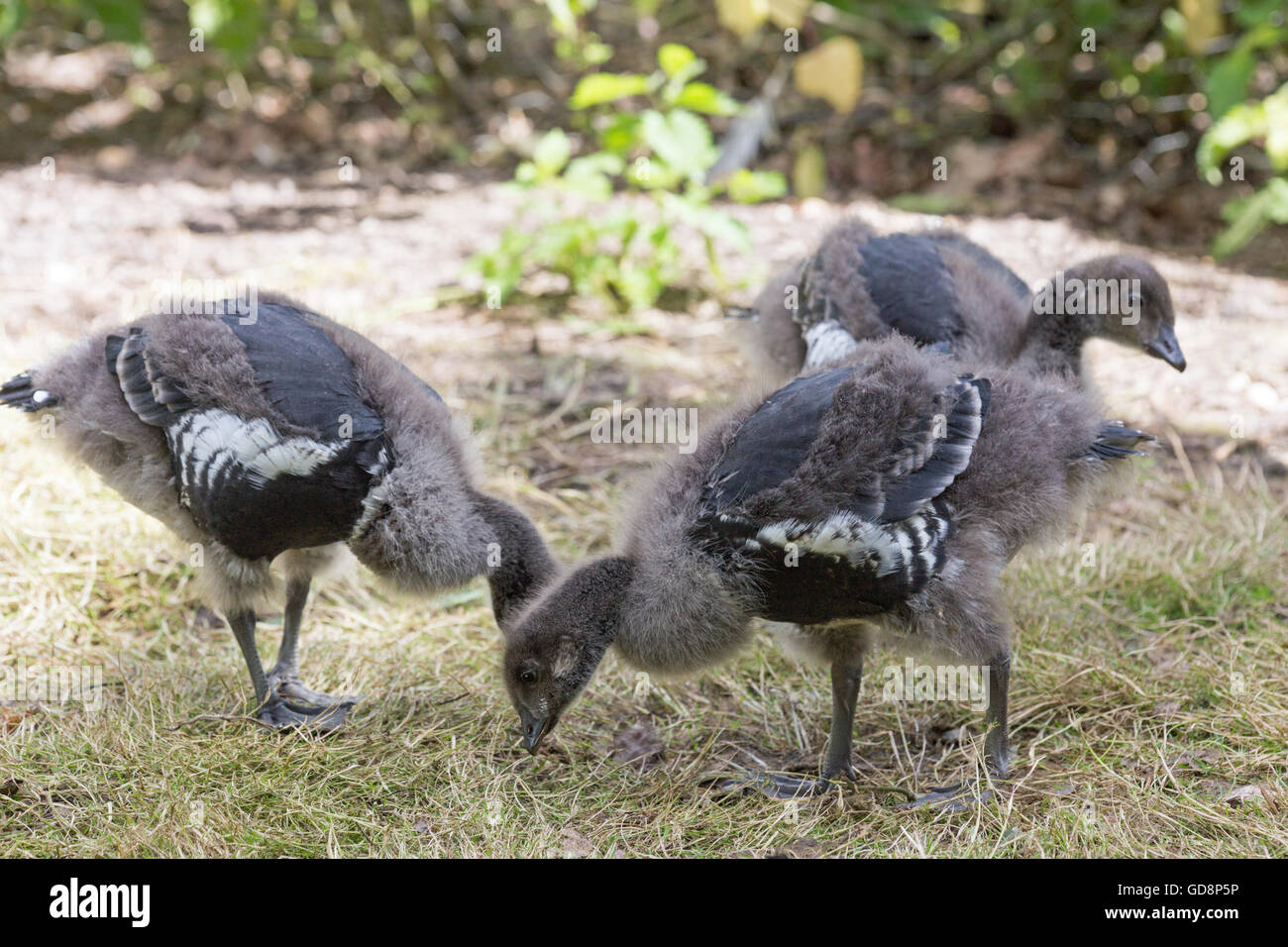 Rothalsgans (Branta Ruficollis). Beweidung. Achtundzwanzig Tage alt. Drei der sechs Eltern aufgezogen. Stockfoto