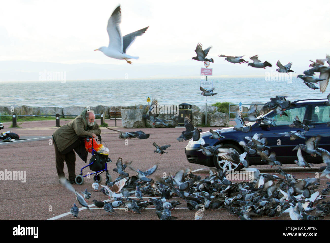 Morecambe Promenade Morecambe, Lanashire, Vereinigtes Königreich, 13. Juli 2016, Rentner John Wilkinson Morecambes Birdman weiterhin Morecambes Tauben füttern auf Morecambes Batterie Parkplatz, er ist an den Tagen begrenzt und auf das Volumen der Vogelfutter kann er die Vögel füttern.   John Wilkinson ging ins Gefängnis im Jahr 2014, für die Verletzung einer ASBO für Nuissance ließ er während der Fütterung der Birda rund um sein Haus und muss jetzt nicht nur ca. 100 m von seinem Haus Kredit füttern: David Billinge/Alamy Live News Stockfoto