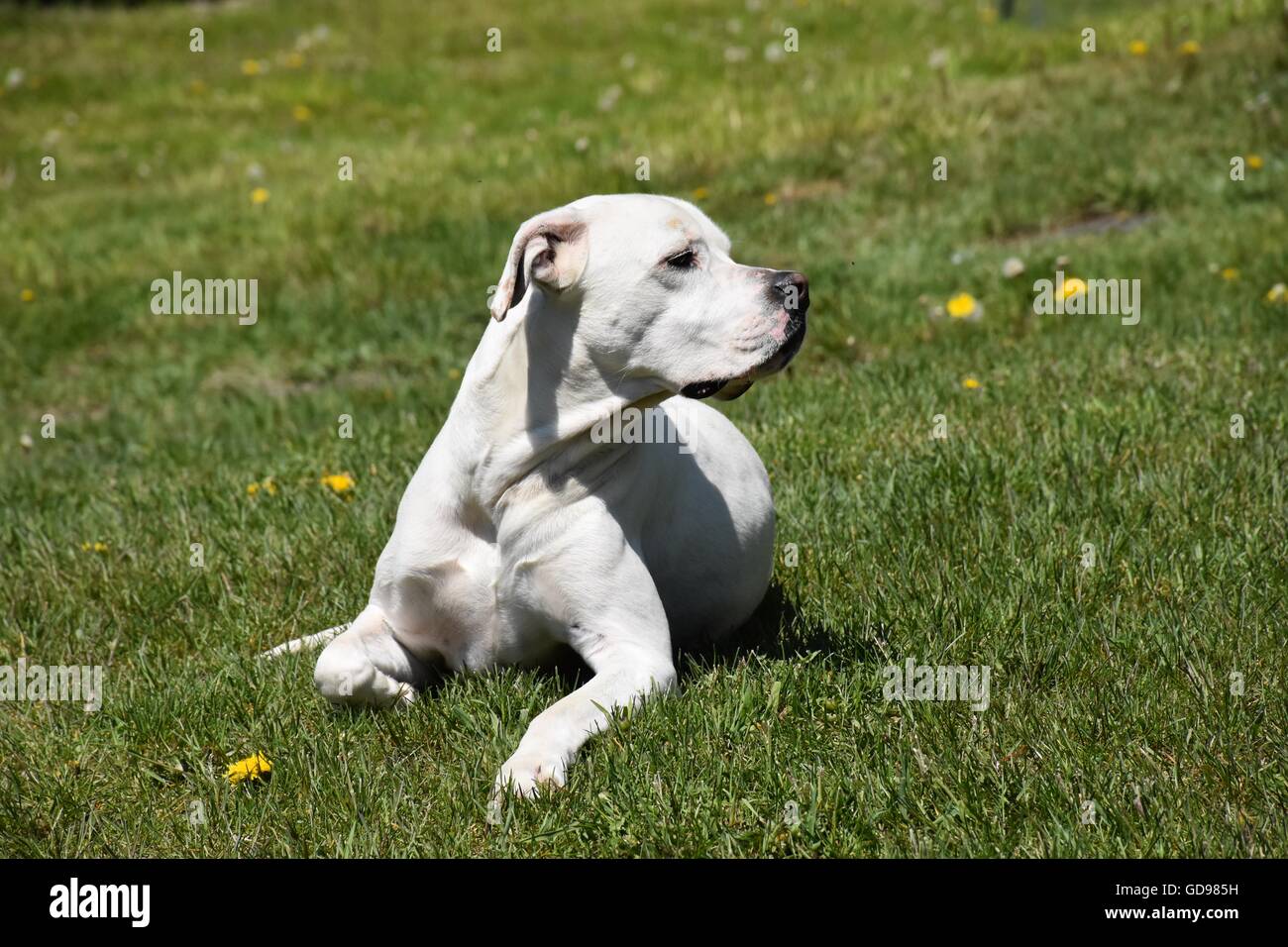 Amerikanische Bulldogge im Grass liegen Stockfoto