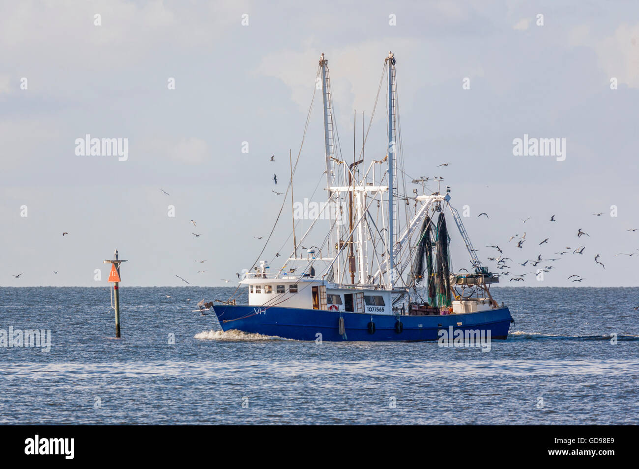 Möwen folgen Sie eine kommerzielle Garnelen Boot mit einem frischen Fang zurück in den Hafen in Biloxi, Mississippi Stockfoto