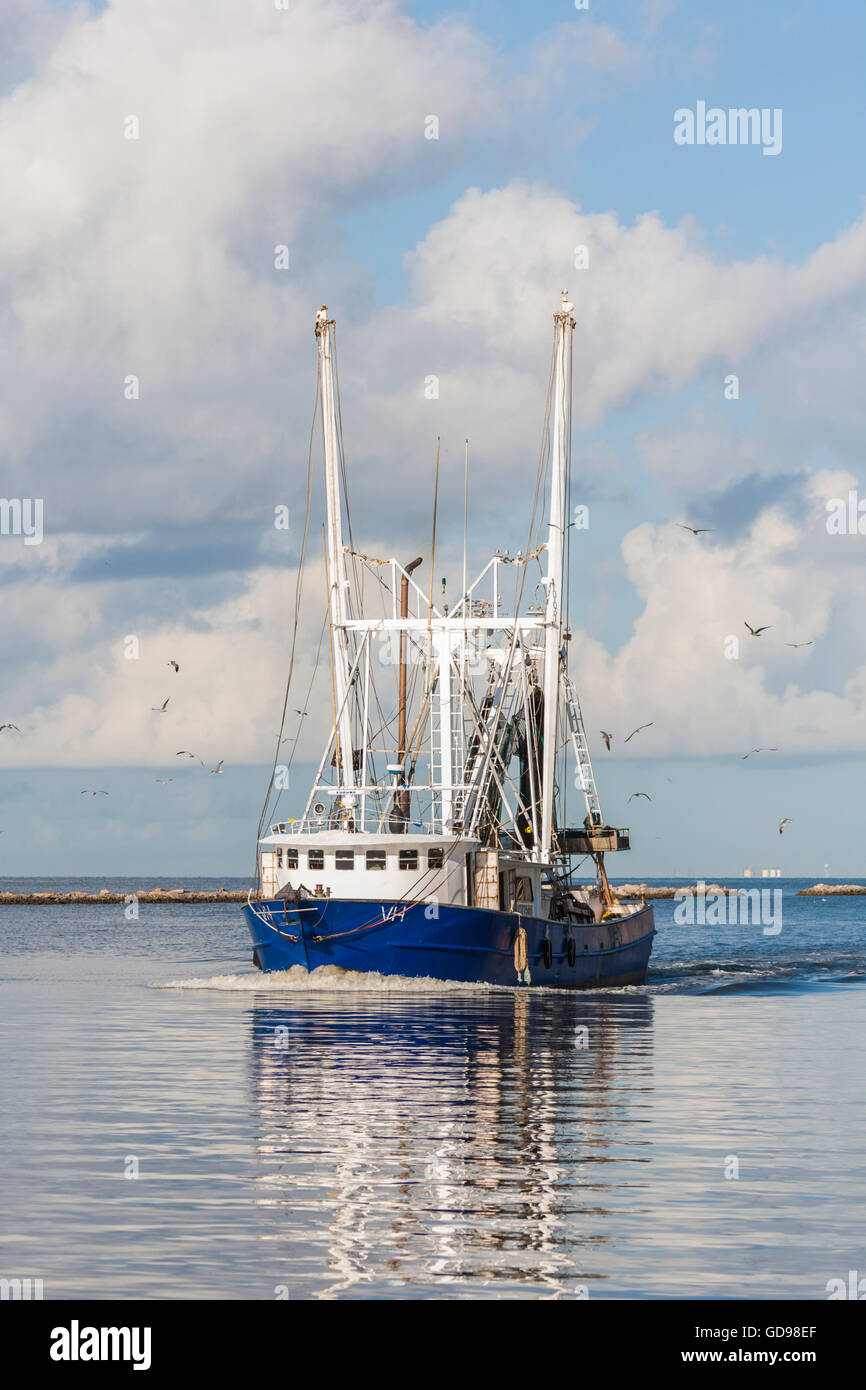 Möwen folgen Sie eine kommerzielle Garnelen Boot mit einem frischen Fang zurück in den Hafen in Biloxi, Mississippi Stockfoto
