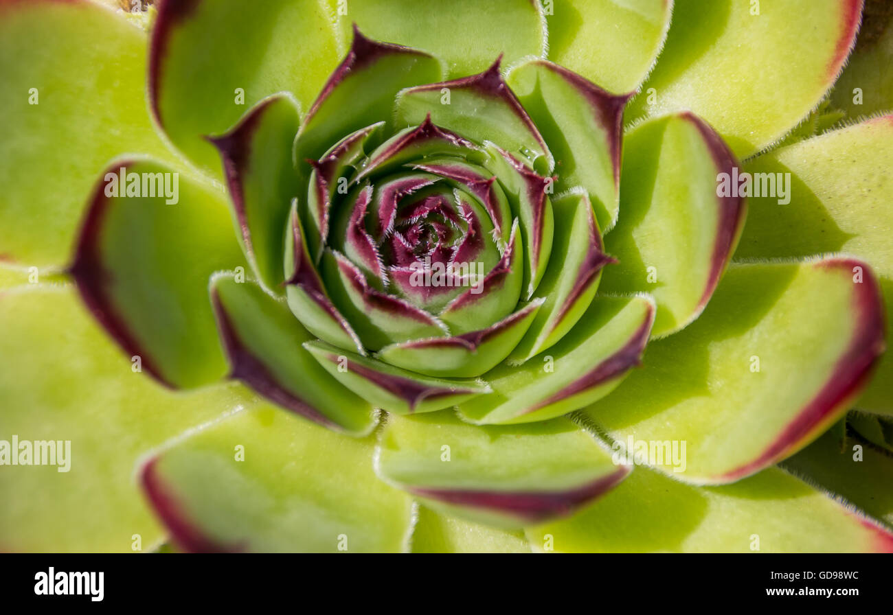 Grüne und violette Blätter auf einer Aeonium Arboreum Pflanze Stockfoto