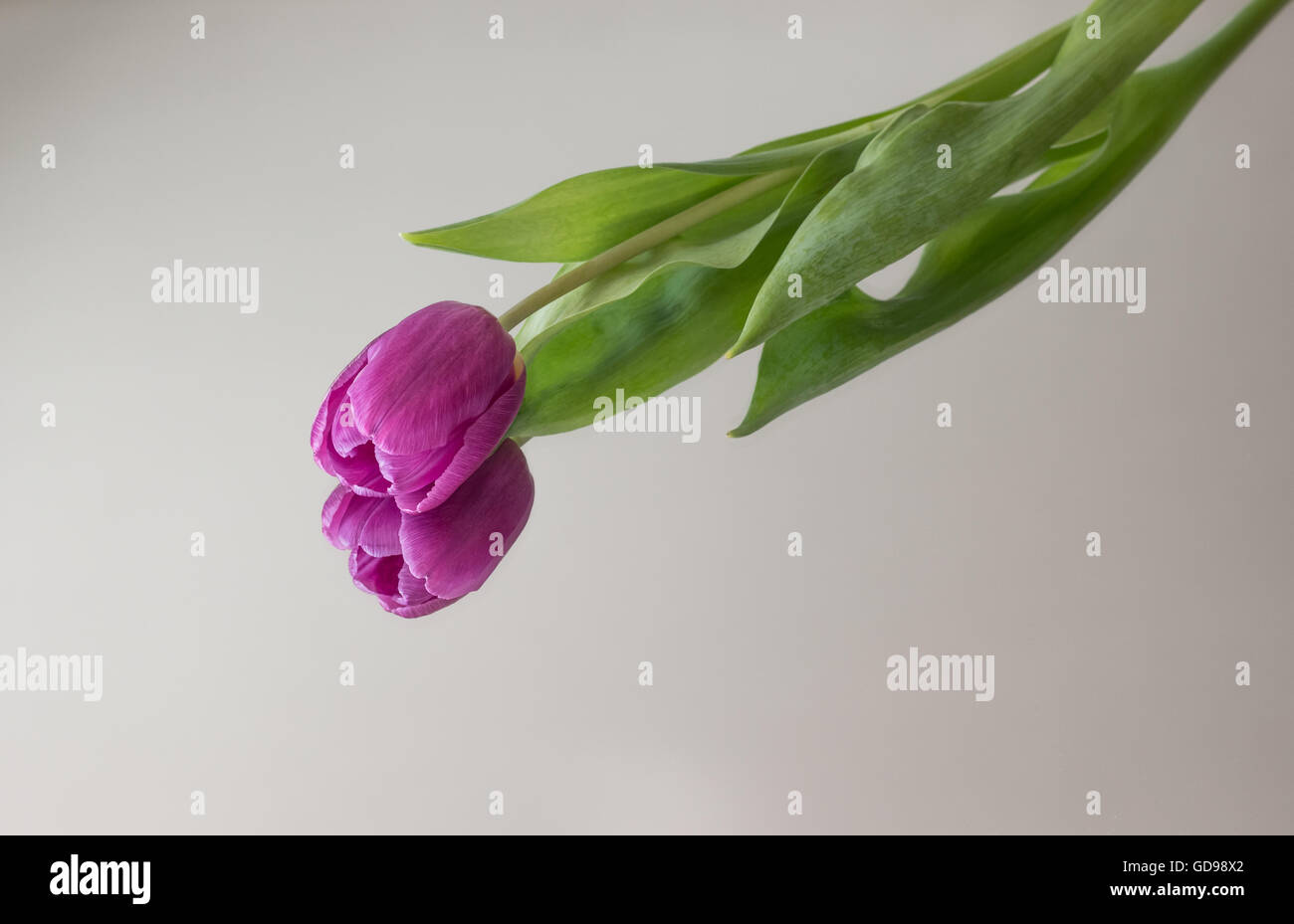 Eine einzelne rosa Tulpe auf einem Spiegel Stockfoto