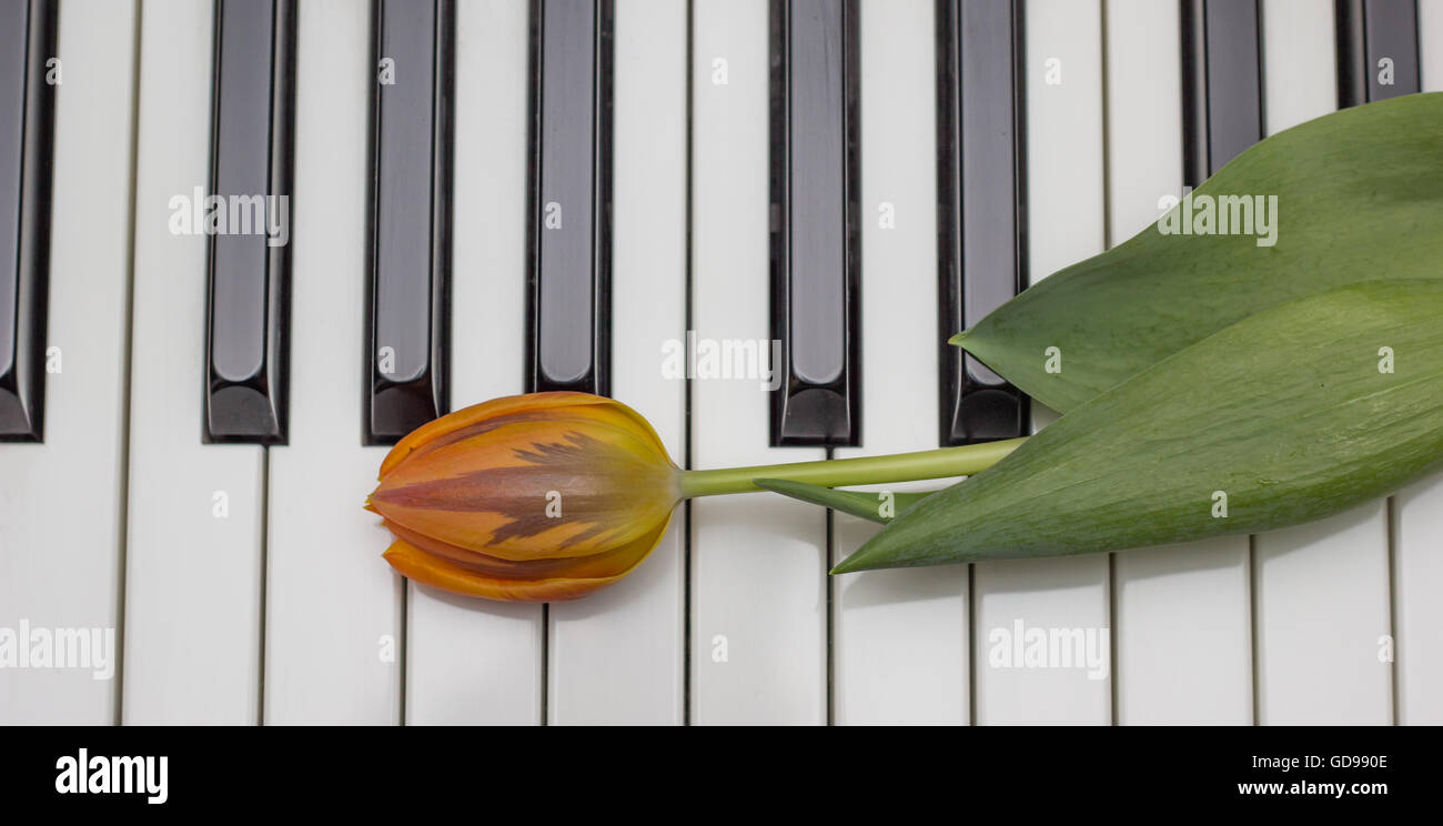 Orange Tulpe auf schwarzen und weißen Tasten des Klaviers Stockfoto