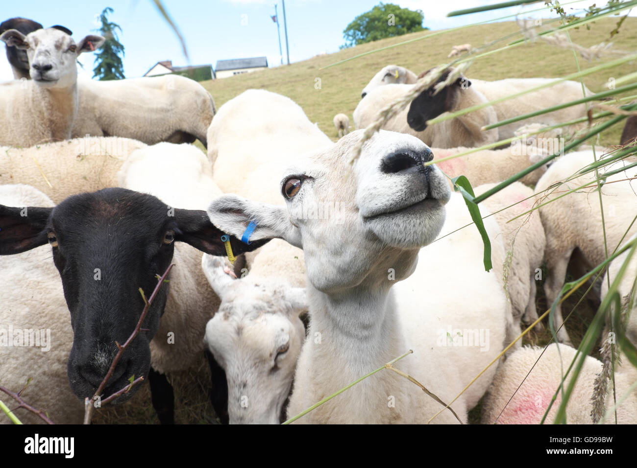 Schafe Schafherde drängen sich um England UK Essen Stockfoto