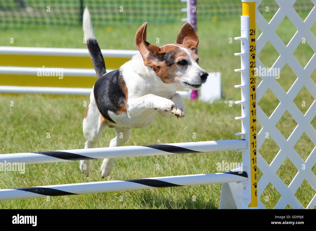 Tricolor Beagle Hund Agility Prozess über einen Sprung springen Stockfoto