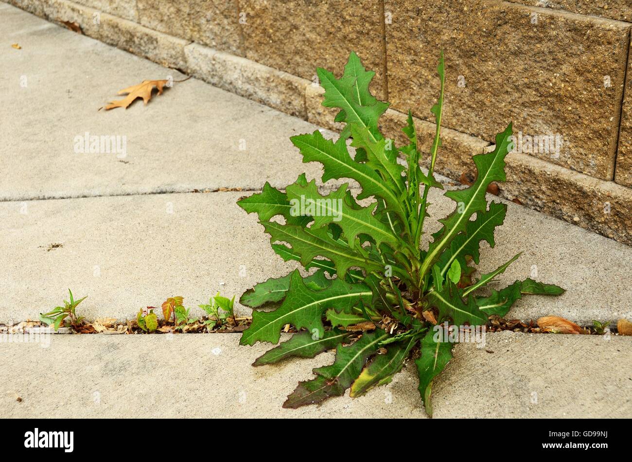 Unkraut (Sow Thistle - Sonchus) wächst im Riss des Gehwegs Stockfoto