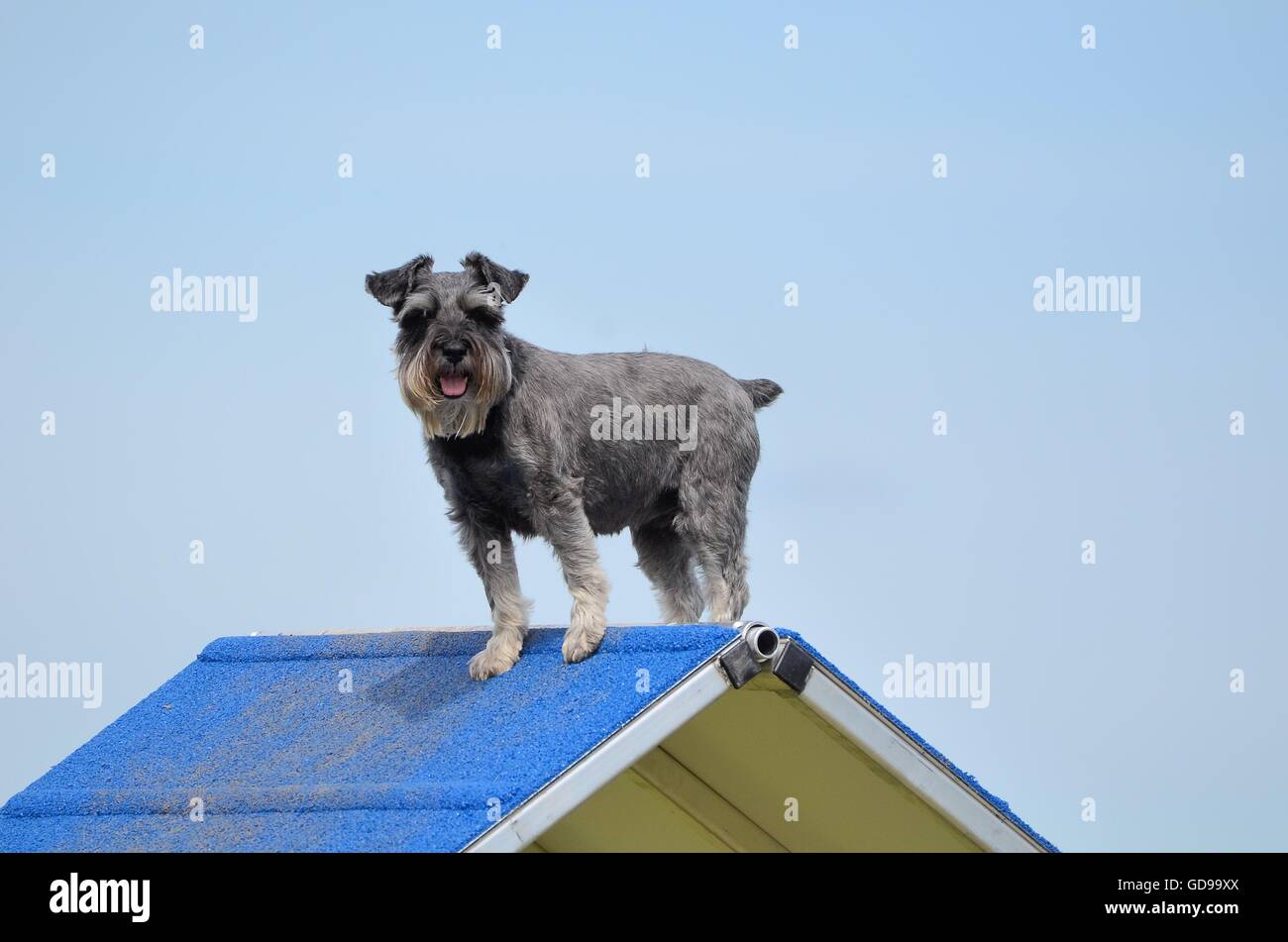 Zwergschnauzer auf eine a-förmige am Hund Agility Trial Stockfoto