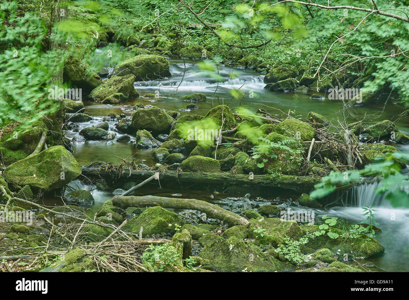 Bergbach im Sommer grün bemoosten Felsbrocken Steinen meldet sich fließendes Wasser Stockfoto