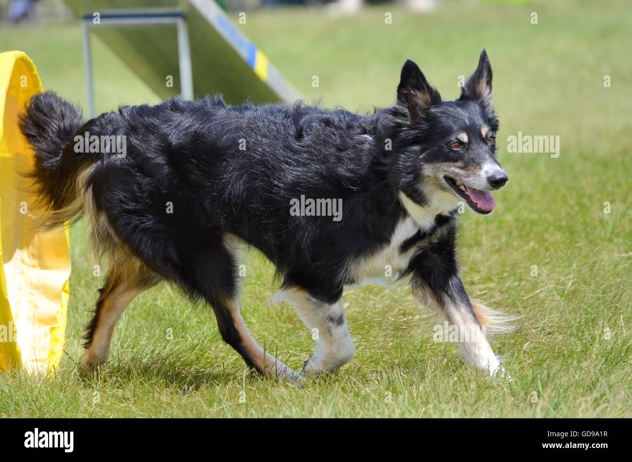 Mischlingshund verlassen einen Tunnel am Hund Agility Trial Stockfoto