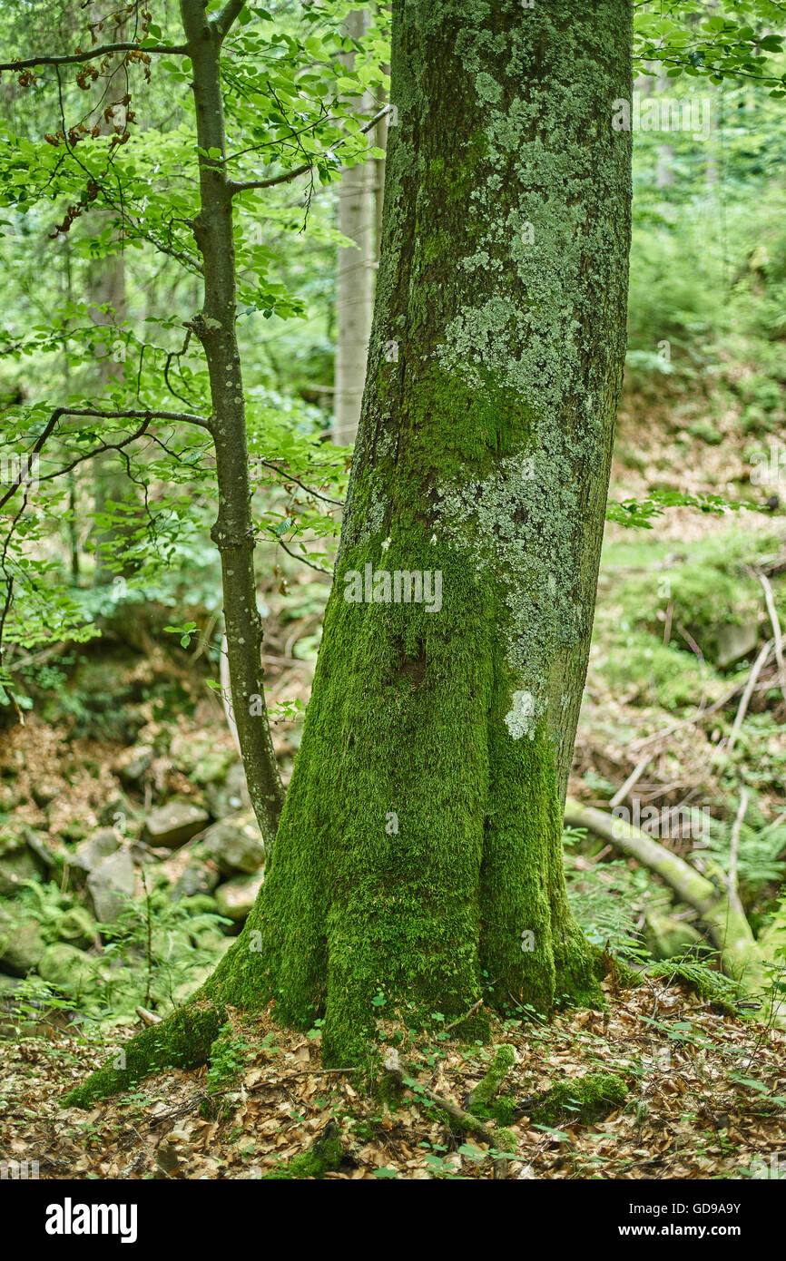Moose und Flechten auf Baum Rinde grün Sommer Laubwald niedriger Schlesien Polen Stockfoto
