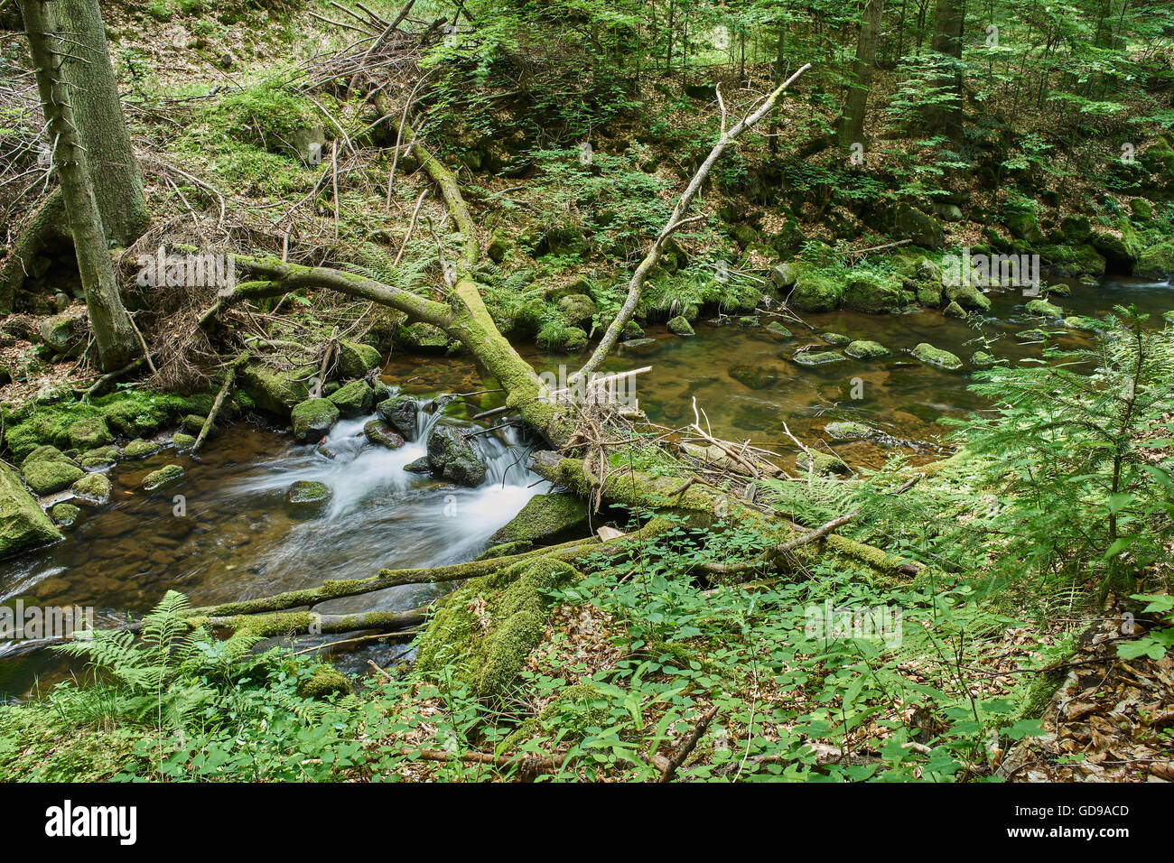 Gebirgsfluss in sommergrün bemoosten Steinen gefallen Baum fließendes Wasser Stockfoto