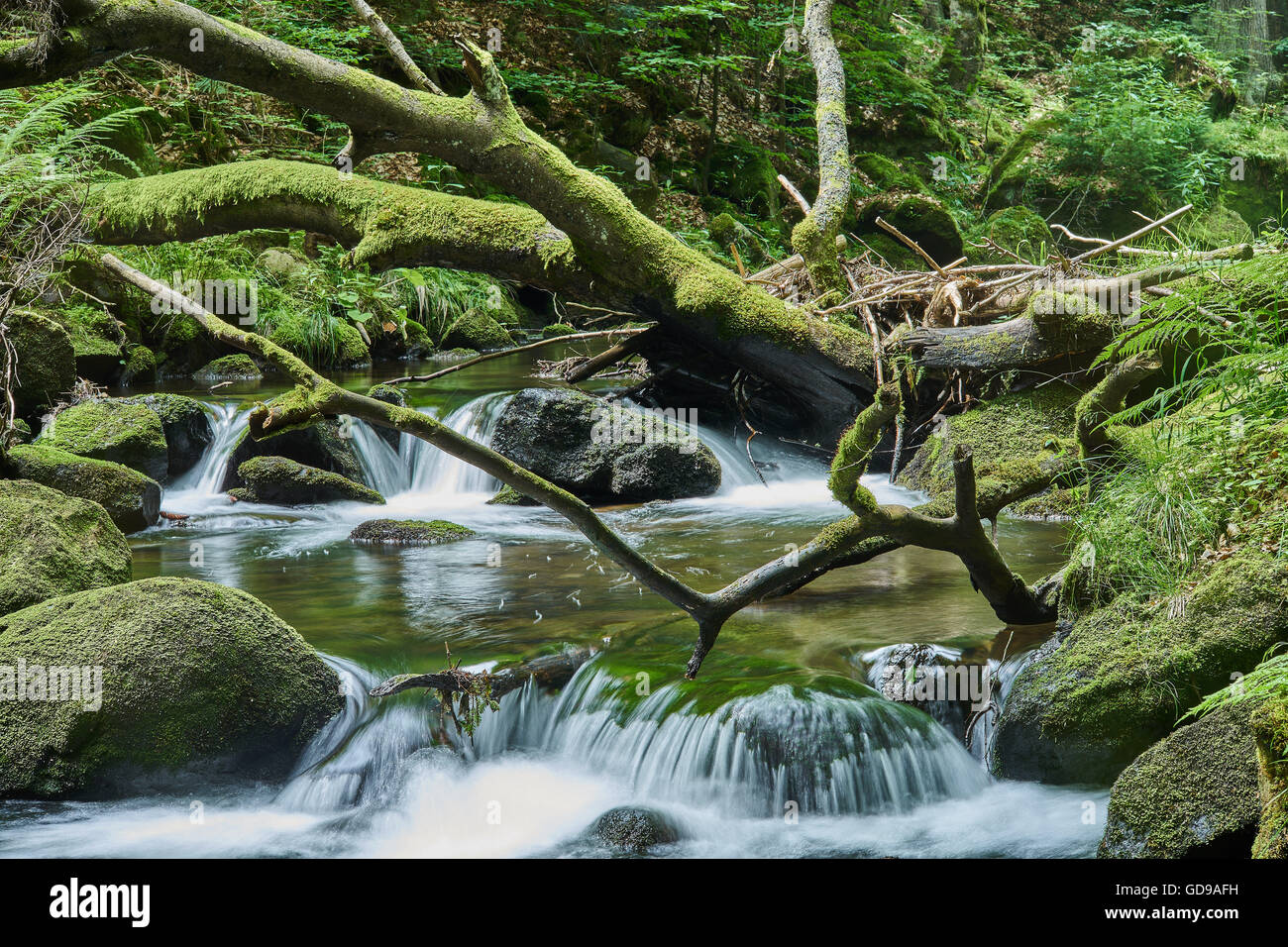 Gebirgsfluss in sommergrün bemoosten Steinen gefallen Baum fließendes Wasser Stockfoto