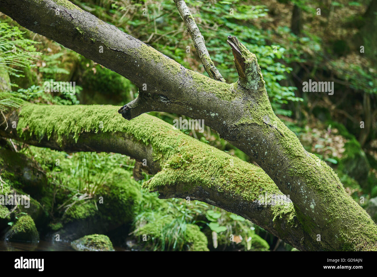 Gebirgsfluss in sommergrün bemoosten Steinen gefallen Baum fließendes Wasser Stockfoto