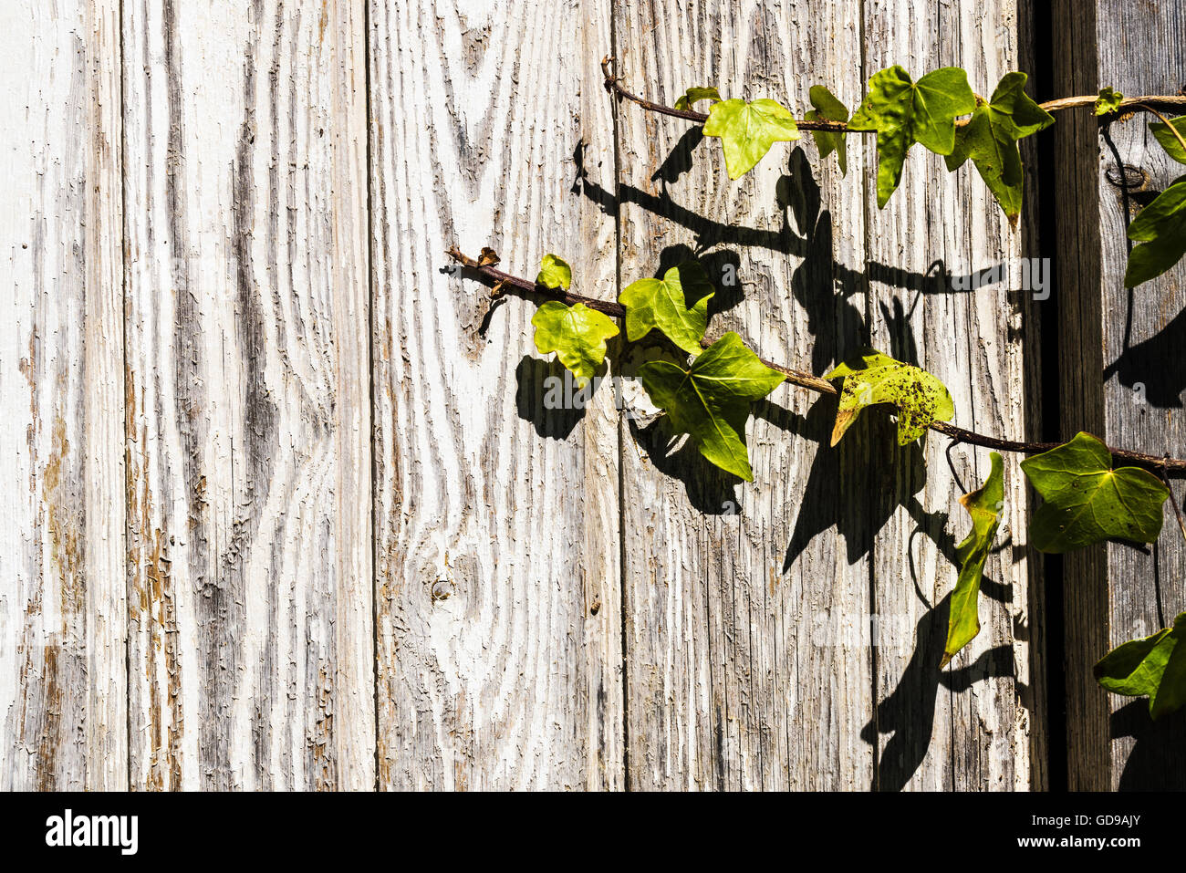 Nahaufnahme einer Kletterpflanze auf alten Holz als Hintergrund Stockfoto
