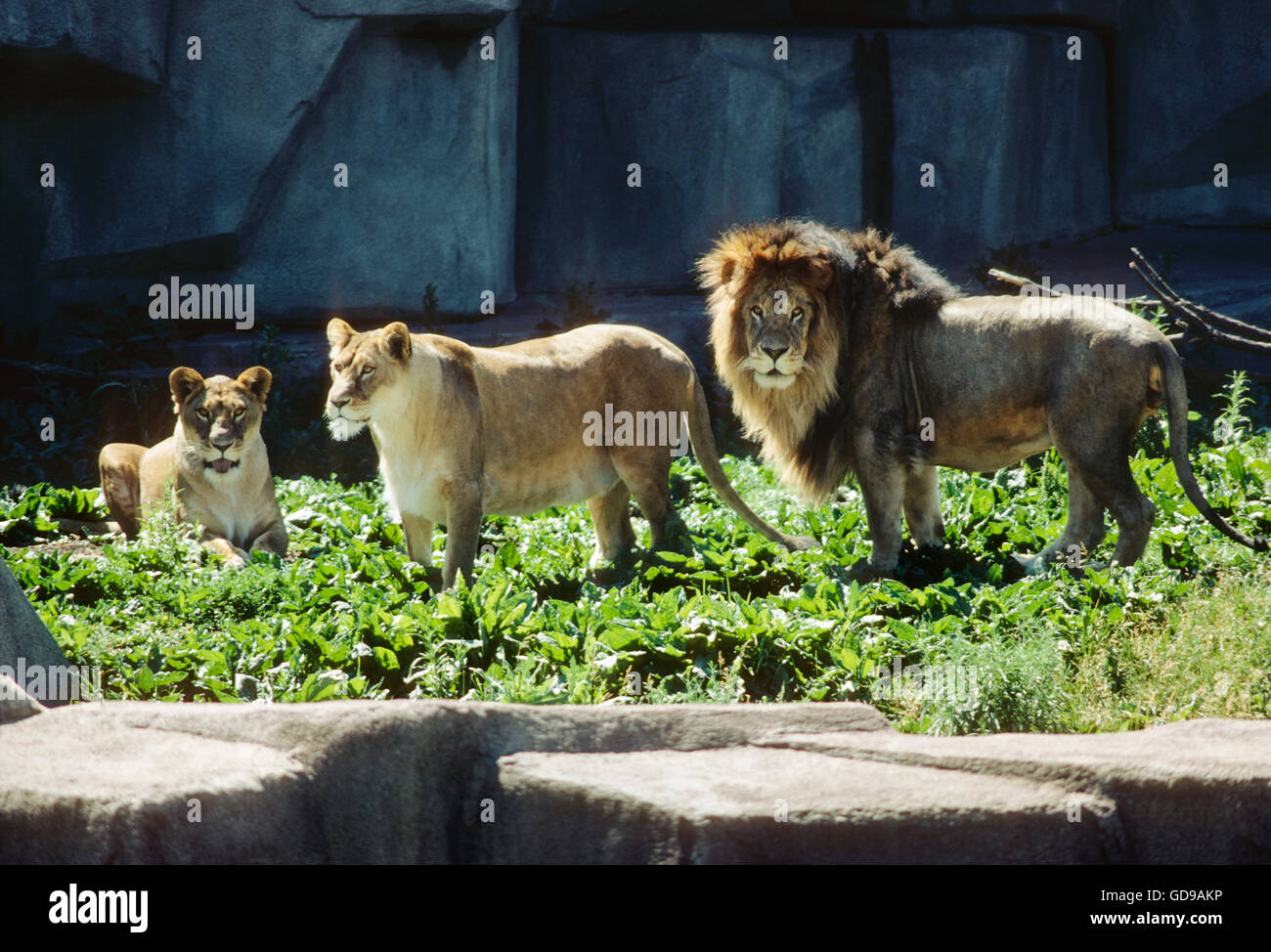 Männlicher Löwe & zwei Löwinnen; Milwaukee County Zoo; Milwaukee; Wisconsin; USA Stockfoto