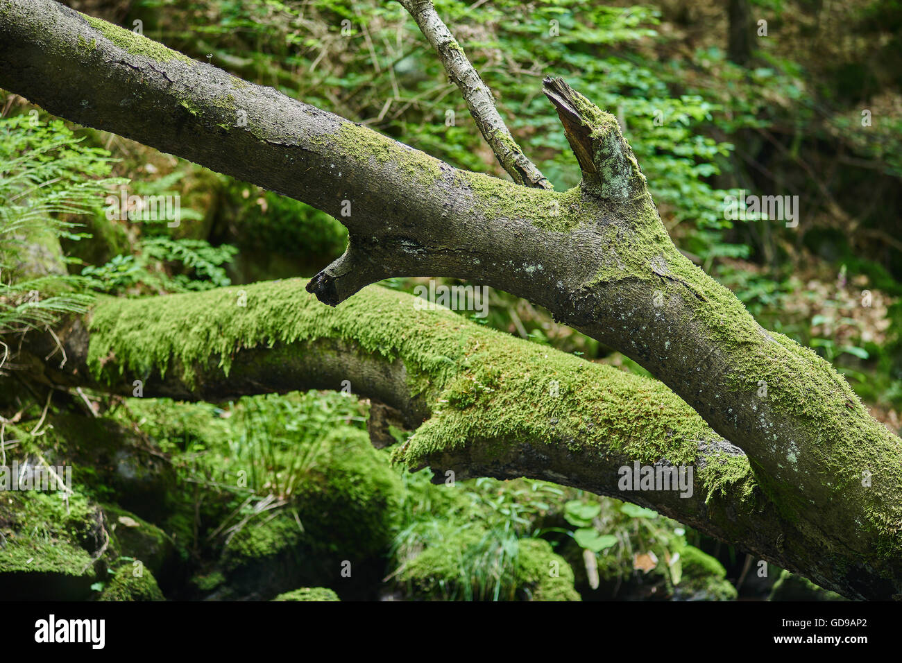 Gebirgsfluss in sommergrün bemoosten Steinen gefallen Baum fließendes Wasser Stockfoto