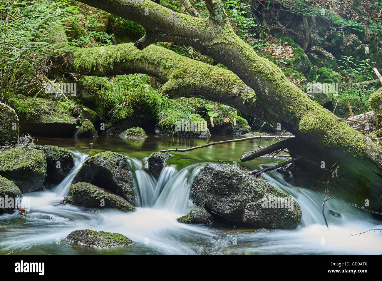 Gebirgsfluss in sommergrün bemoosten Steinen gefallen Baum fließendes Wasser Stockfoto