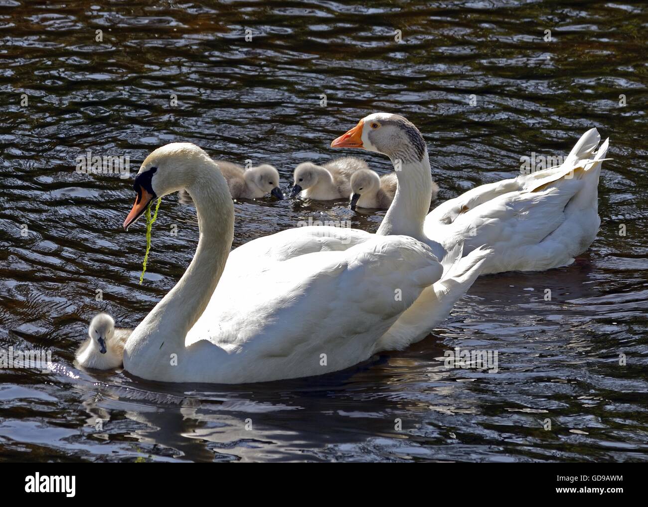 Die Gans, die denkt, es ist ein Schwan Stockfoto