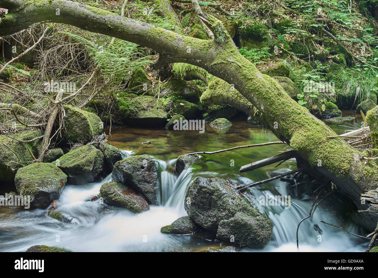Gebirgsfluss in sommergrün bemoosten Steinen gefallen Baum fließendes Wasser Stockfoto