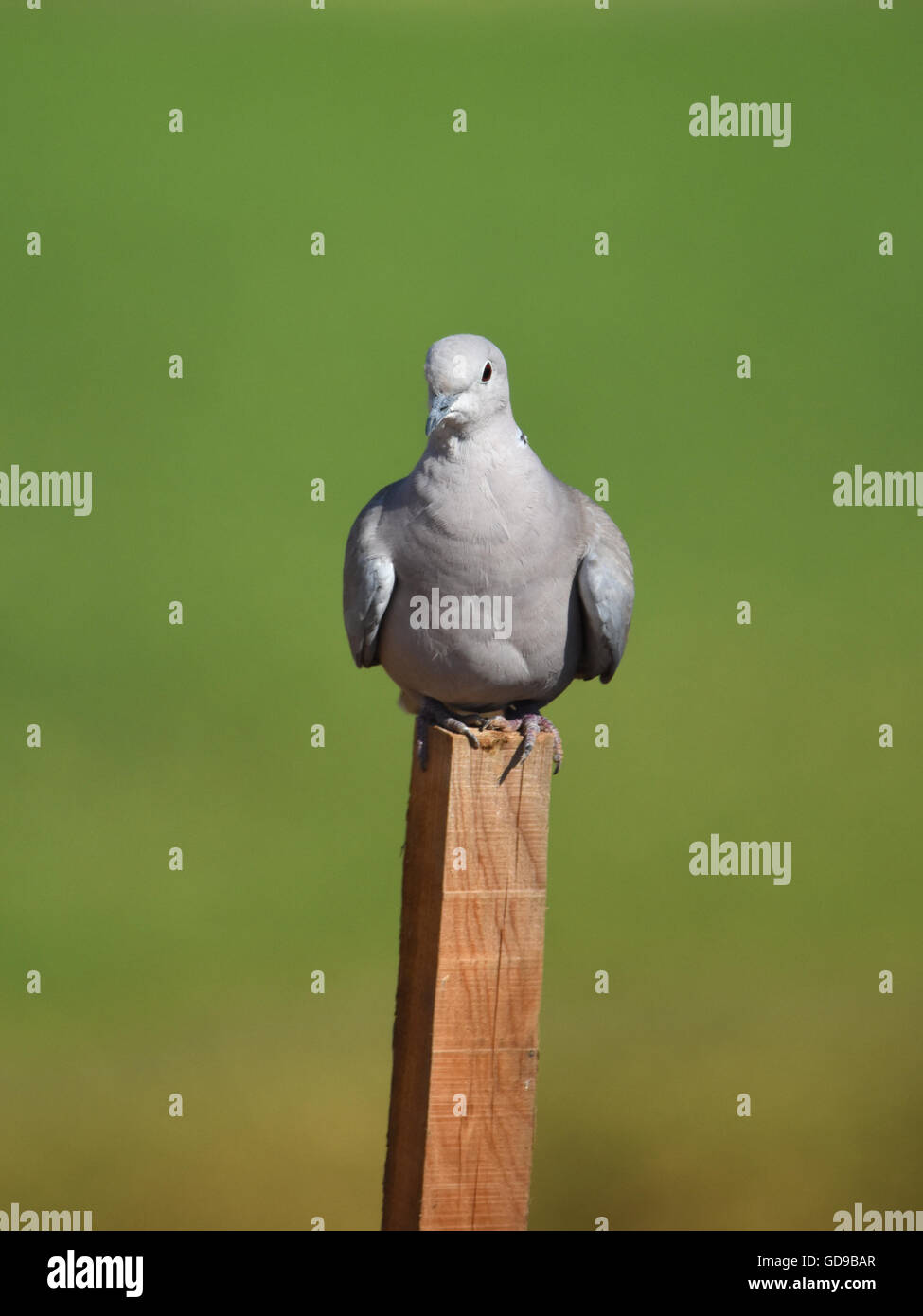 Eurasian collared dove (Streptopelia Decaocto) hocken auf Stick Stockfoto Eurasian collared dove (Streptopelia Decaocto) hocken auf Stick Stockfoto