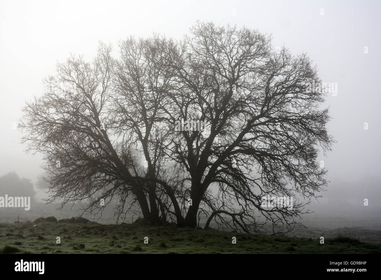 Morgennebel, Baum im winter Stockfoto
