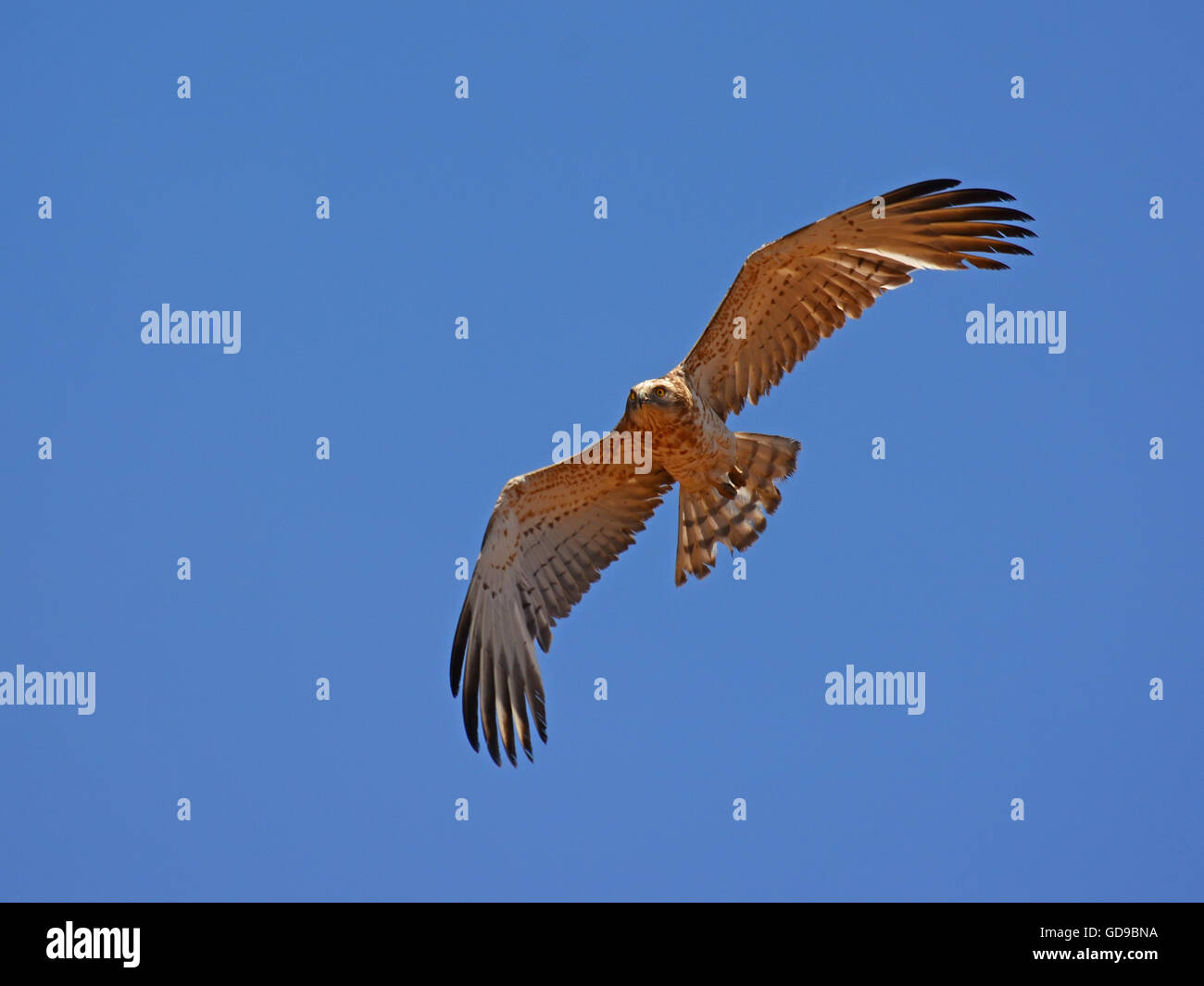 Schlangenadler, Circaetus Gallicus, fliegen im Vordergrund anzeigen Stockfoto