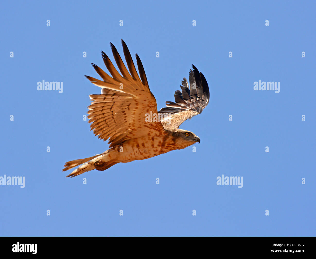 Kurzzehenadler, Circaetus gallicus fliegt Stockfoto