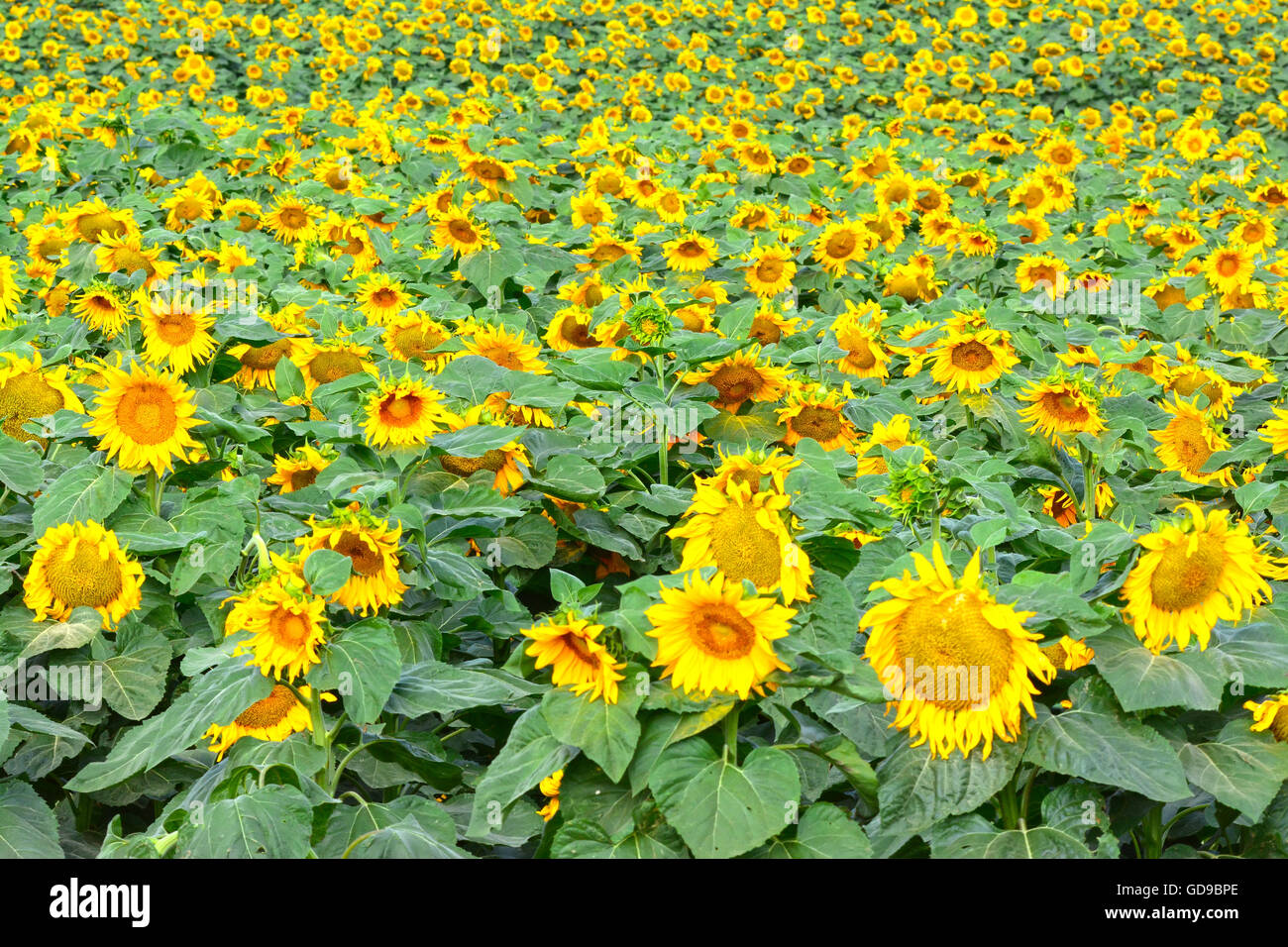 Blühenden Sonnenblumenfeld Stockfoto
