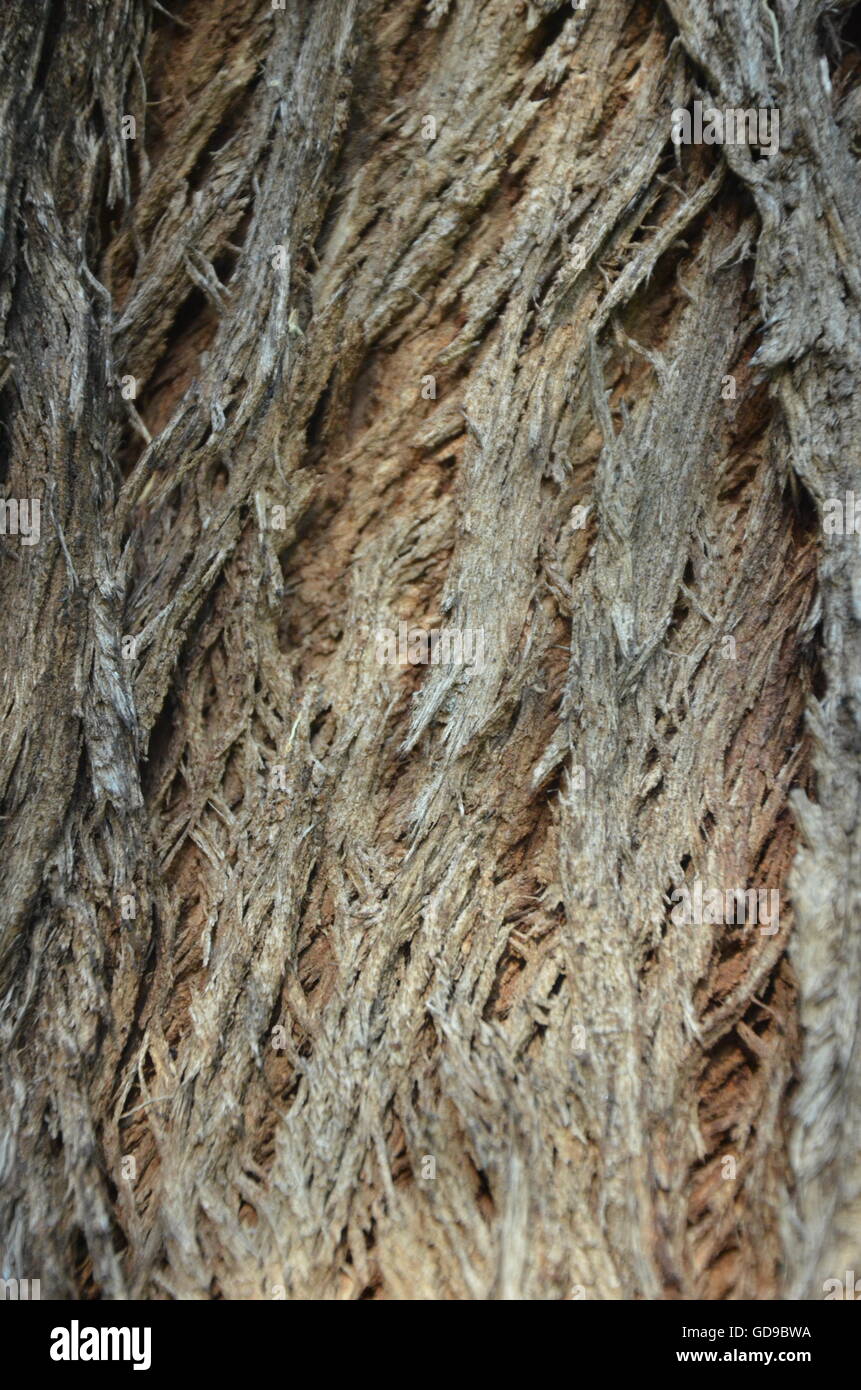 Baum, Rinde, Textur, Stamm, abstrakt, Alterung, Hintergrund, braun, Closeup, Kortex, rissig, Kreuz, Brennholz, Wald Stockfoto