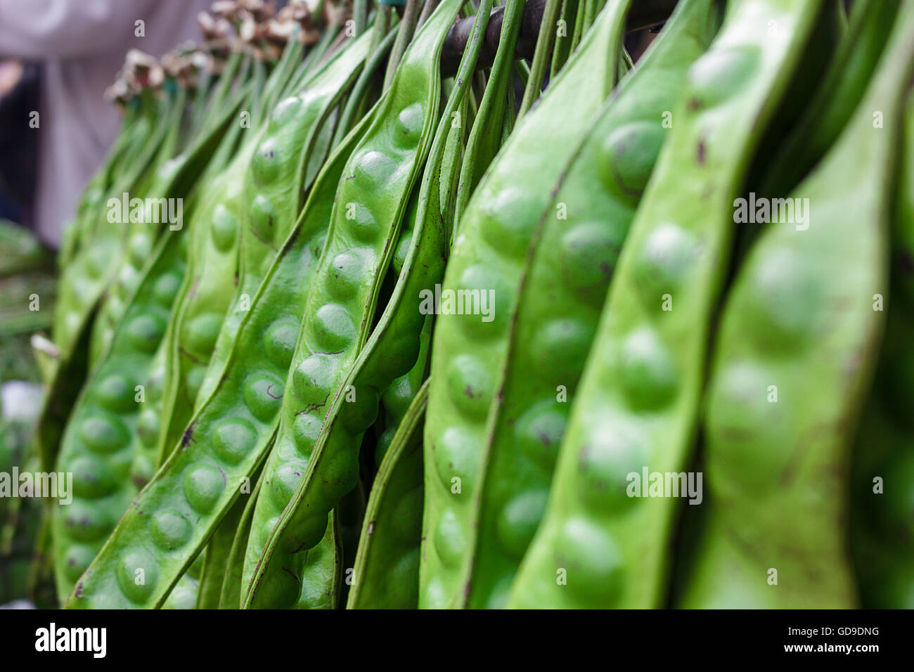 Sato ist eine Pflanze, die als Lebensmittel Zutaten Südthailand hat einen sehr stechenden Geruch Stockfoto