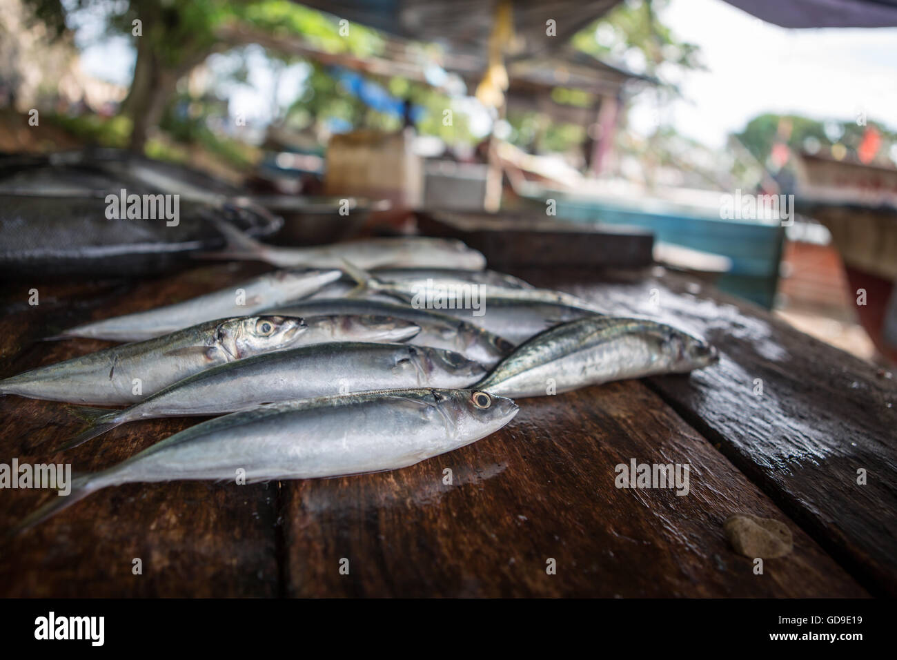 Fischmarkt in Galle, Sri Lanka, erschossen am Morgen Stockfoto