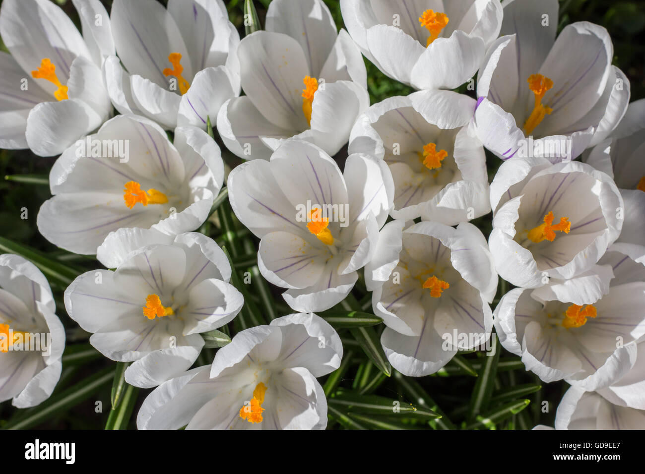 Weiße Krokusse mit gelb orange Stempel Stockfoto