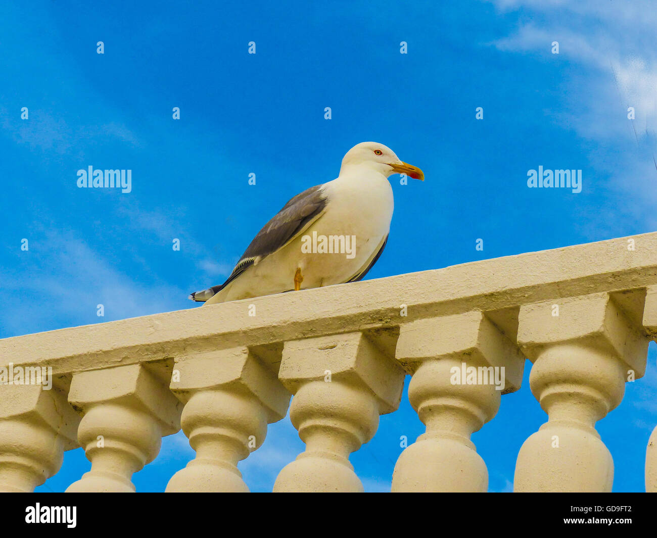 Möwe auf Holzgeländer Rovinj, Kroatien Stockfoto