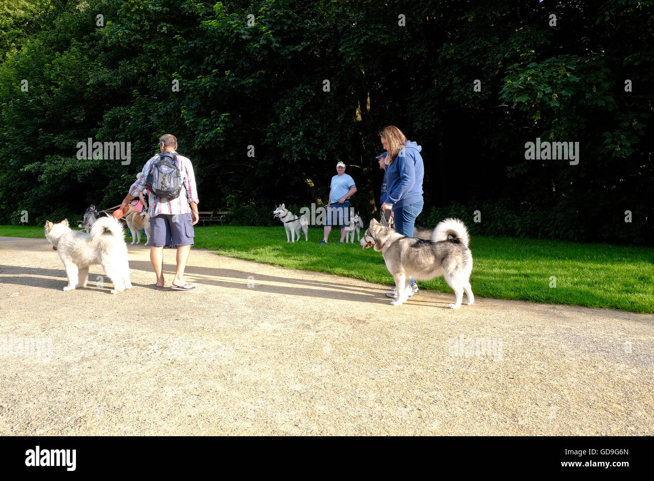 Hundebesitzer versammeln sich am Langdon Hills County Park in Essex England, ihre Hunde gehen Stockfoto