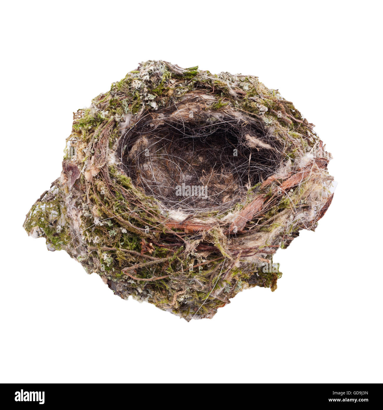 Ein Buchfink Nest auf einem weißen Hintergrund Stockfoto