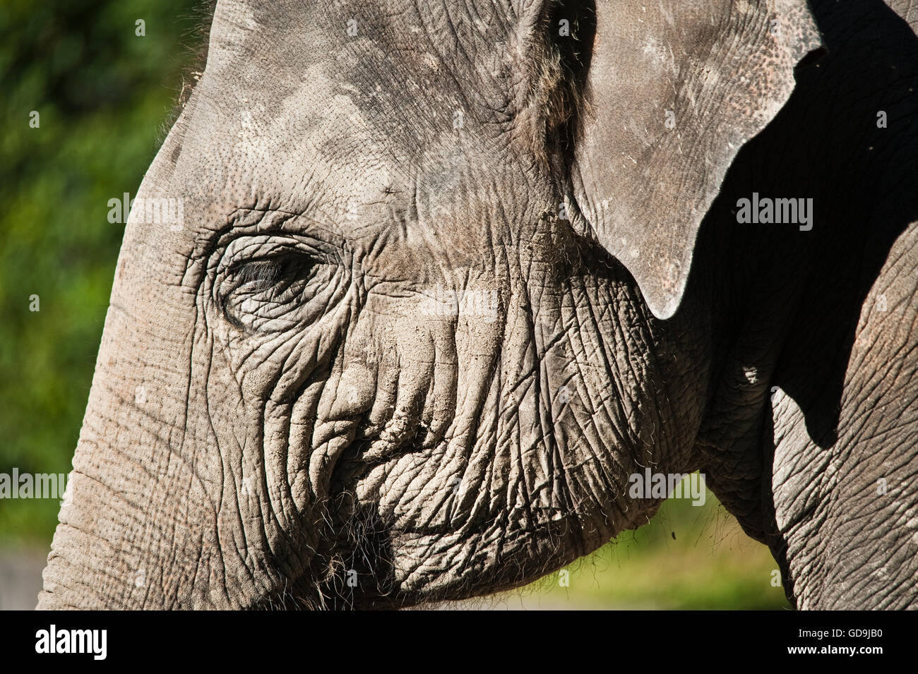 Asiatische oder asiatische Elefant (Elephas Maximus) Stockfoto