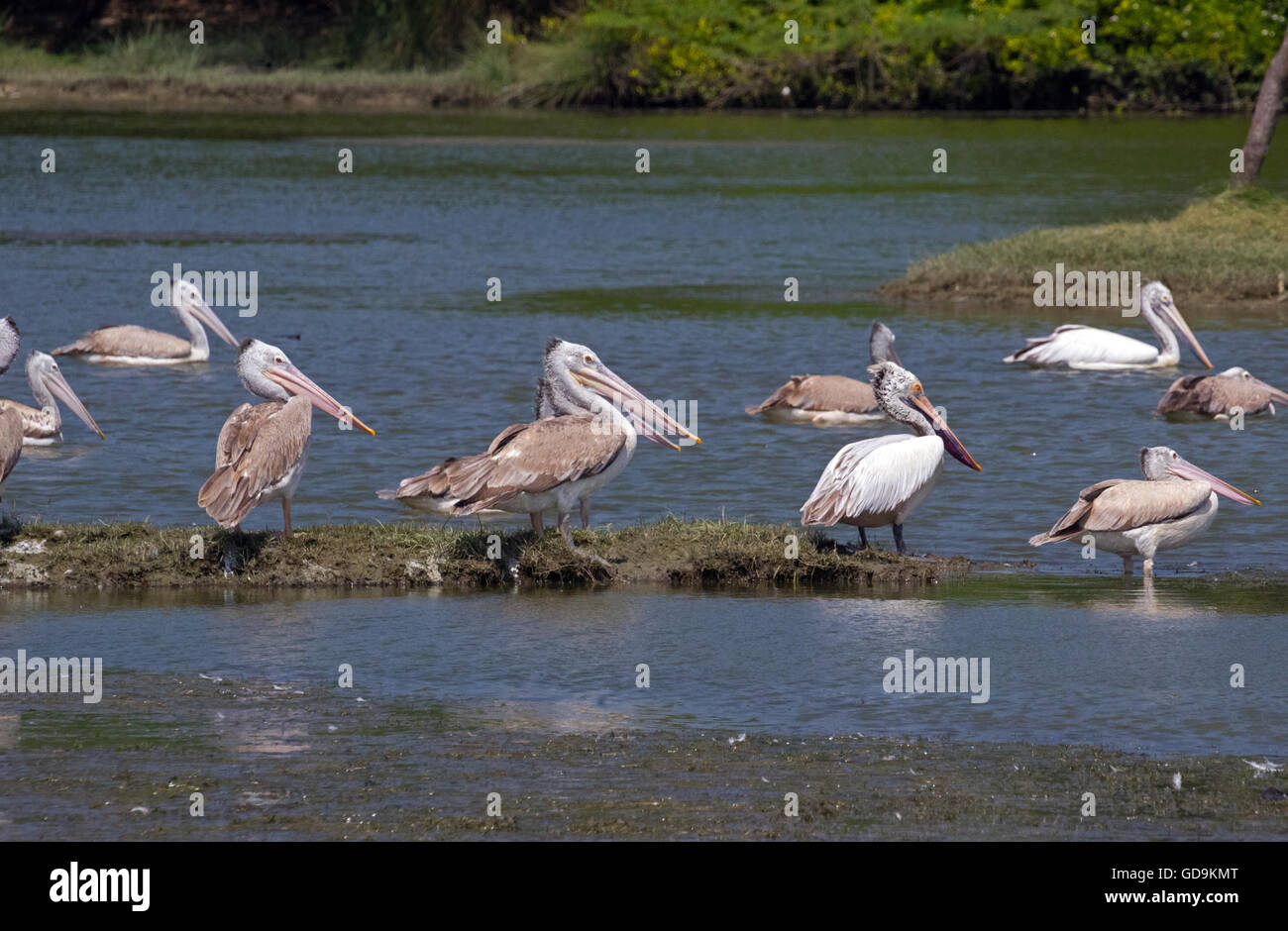 Spot-billed Pelikan (Pelecanus Philippensis) Stockfoto