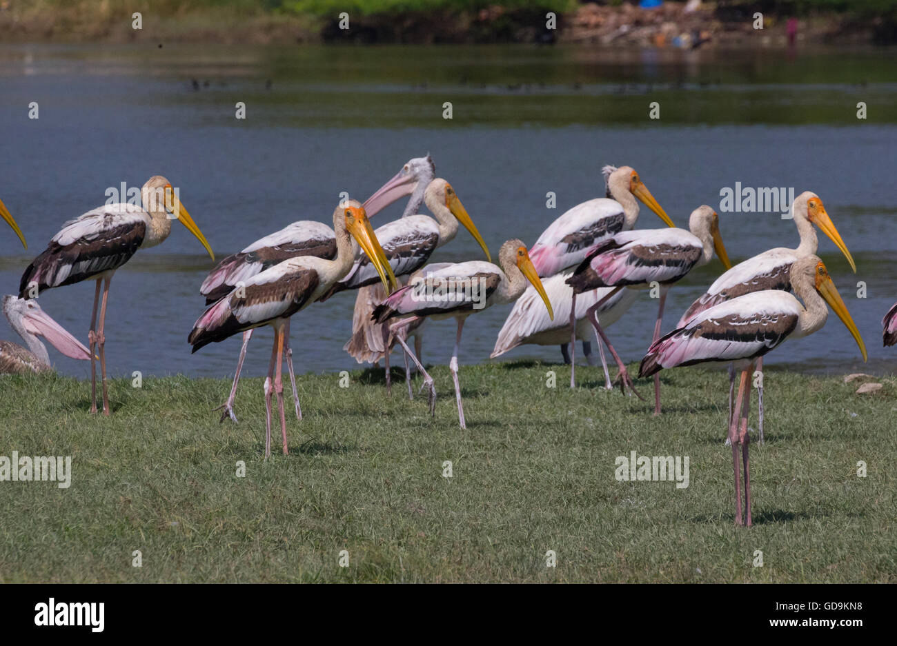 Bemalte Stork (Mycteria Leucocephala) Stockfoto