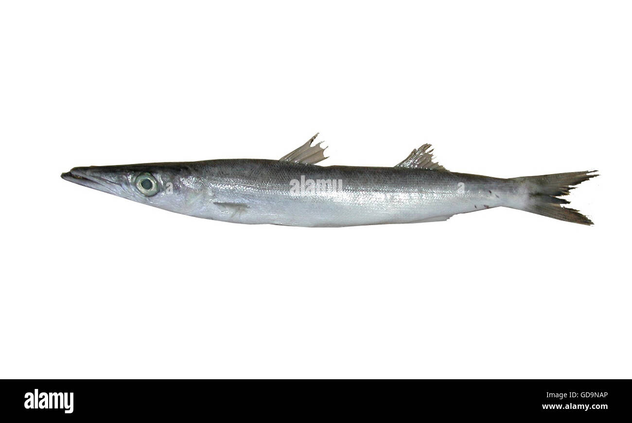 Barracuda Fischöl Stockfoto