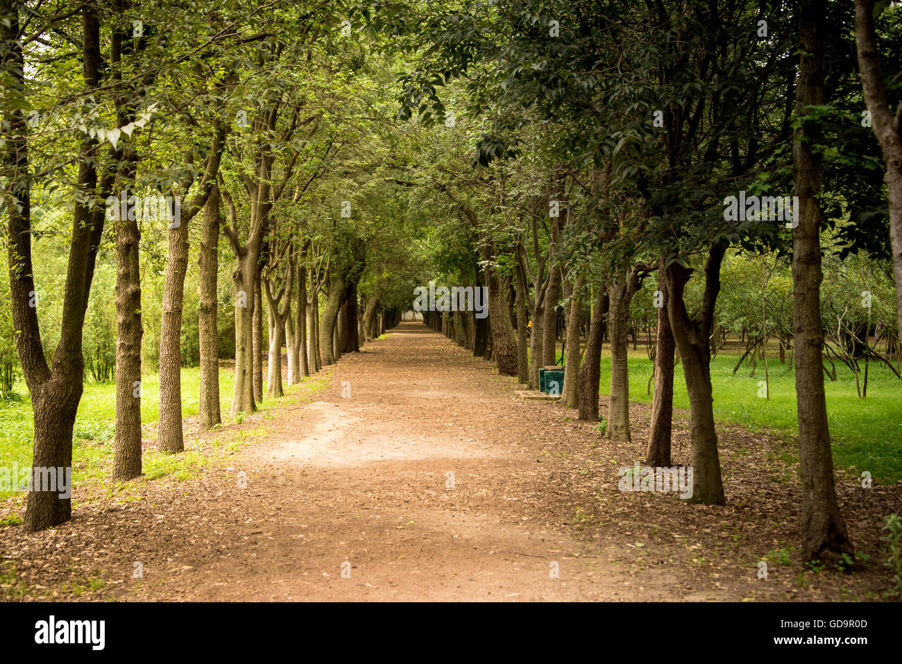 Von Bäumen gesäumten Weg in einem Park in Mexiko-Stadt. Ein-Punkt-Perspektive Stockfoto