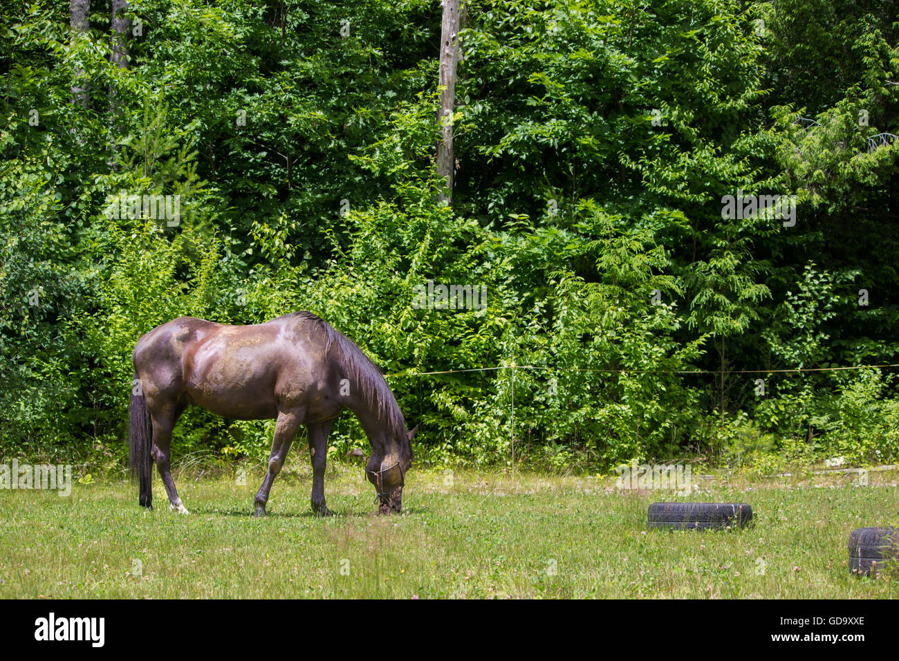 Dark Horse Beweidung in Feld Stockfoto