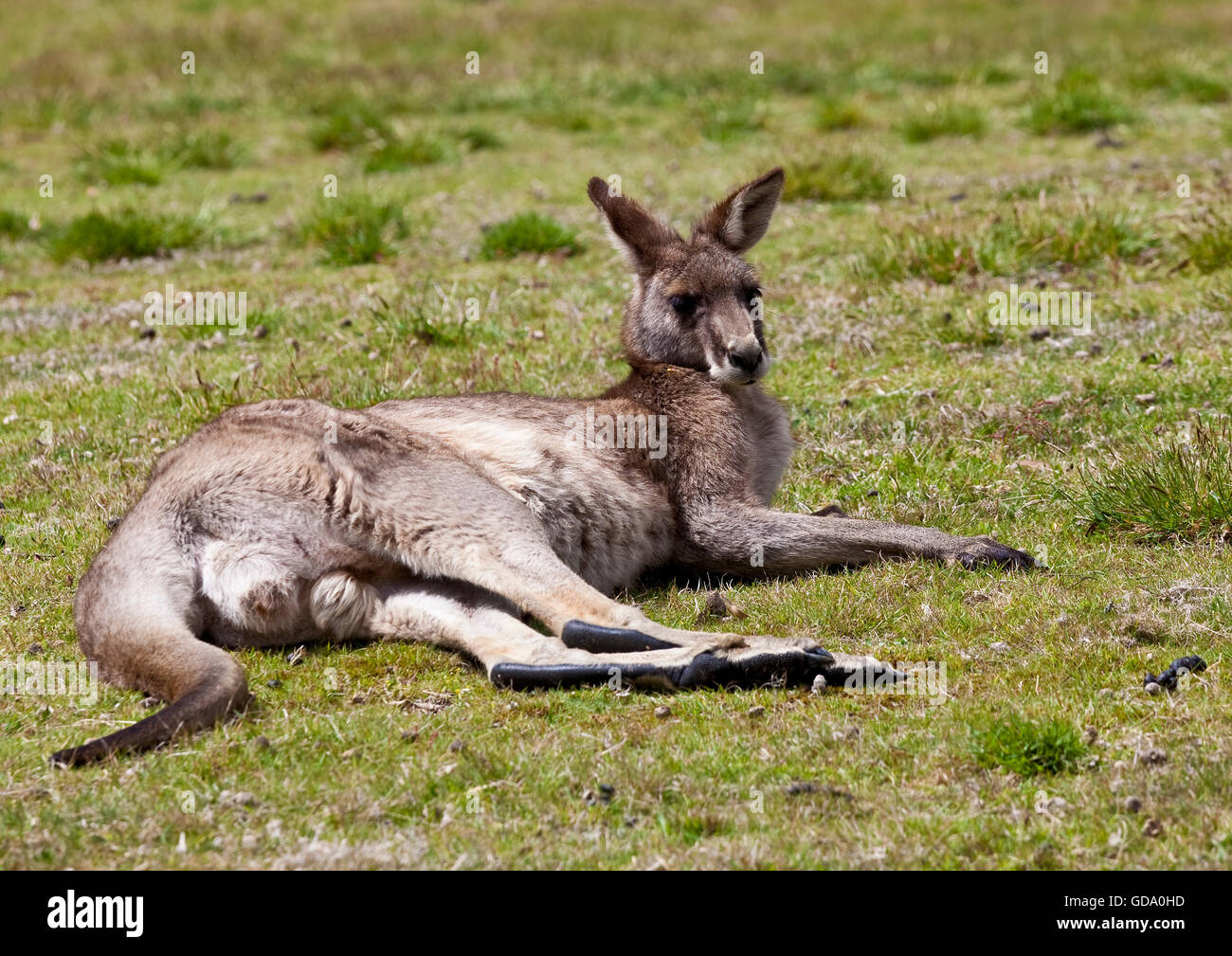 Männliche Känguruh liegen auf dem Rasen Stockfoto