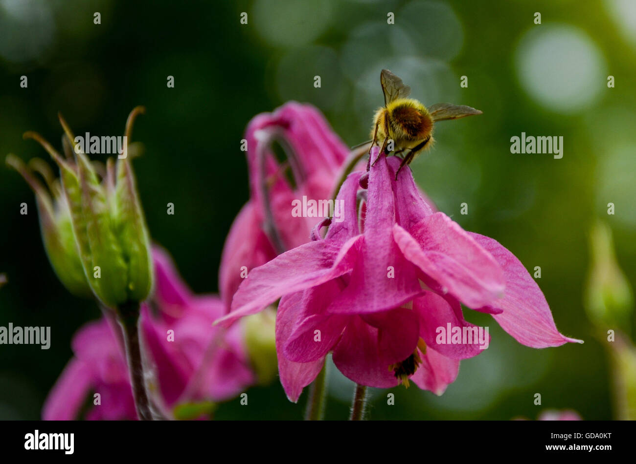 Nachbarschaft-Garten mit Biene Nektar bekommen Stockfoto