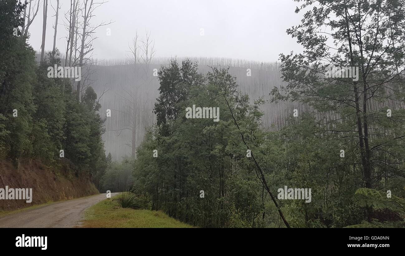 Nebel über die Hügel in Healesville, Victoria Australien Stockfoto